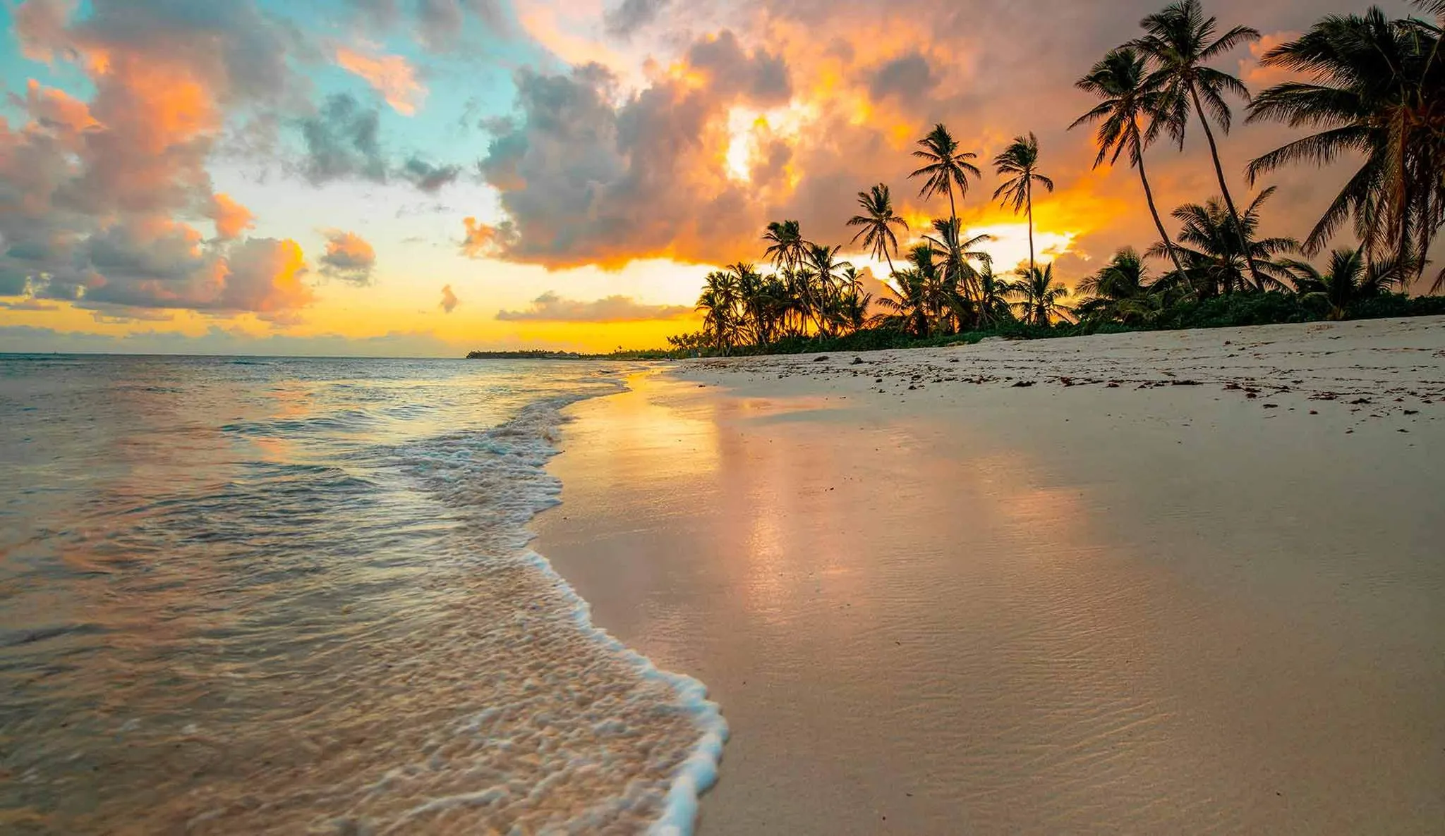 Palm trees along a sandy beach at sunset